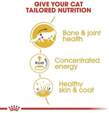 Royal Canin Maine Coon Adult Cat Food 85g x 12