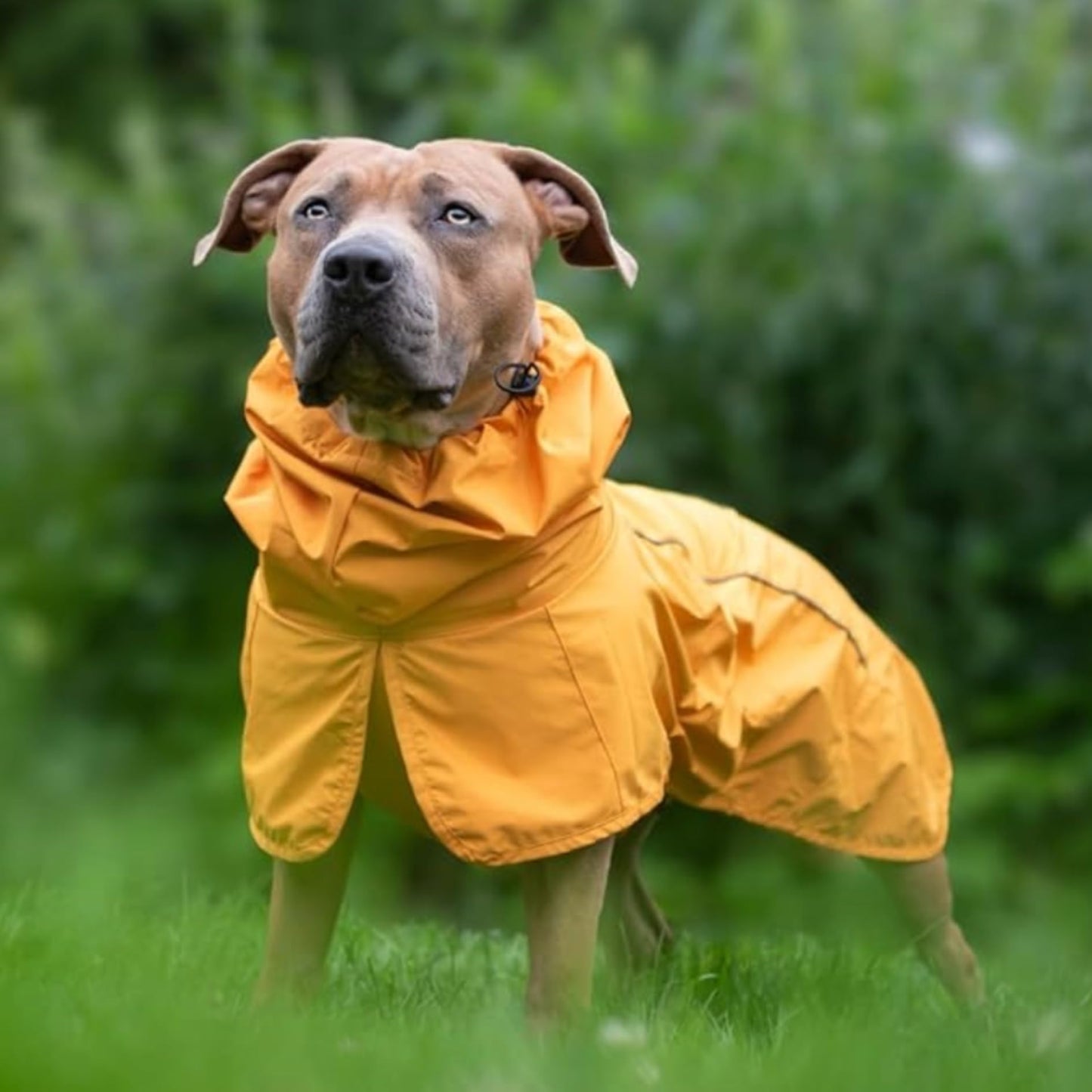 Spark Paws Dog Raincoat, Waterproof Windproof Rain Jacket, For Small Medium Large Extra Large Dogs, Reflective Breathable Full-body Coverage Dry Suit - Neon White Navy Blue, 2XL