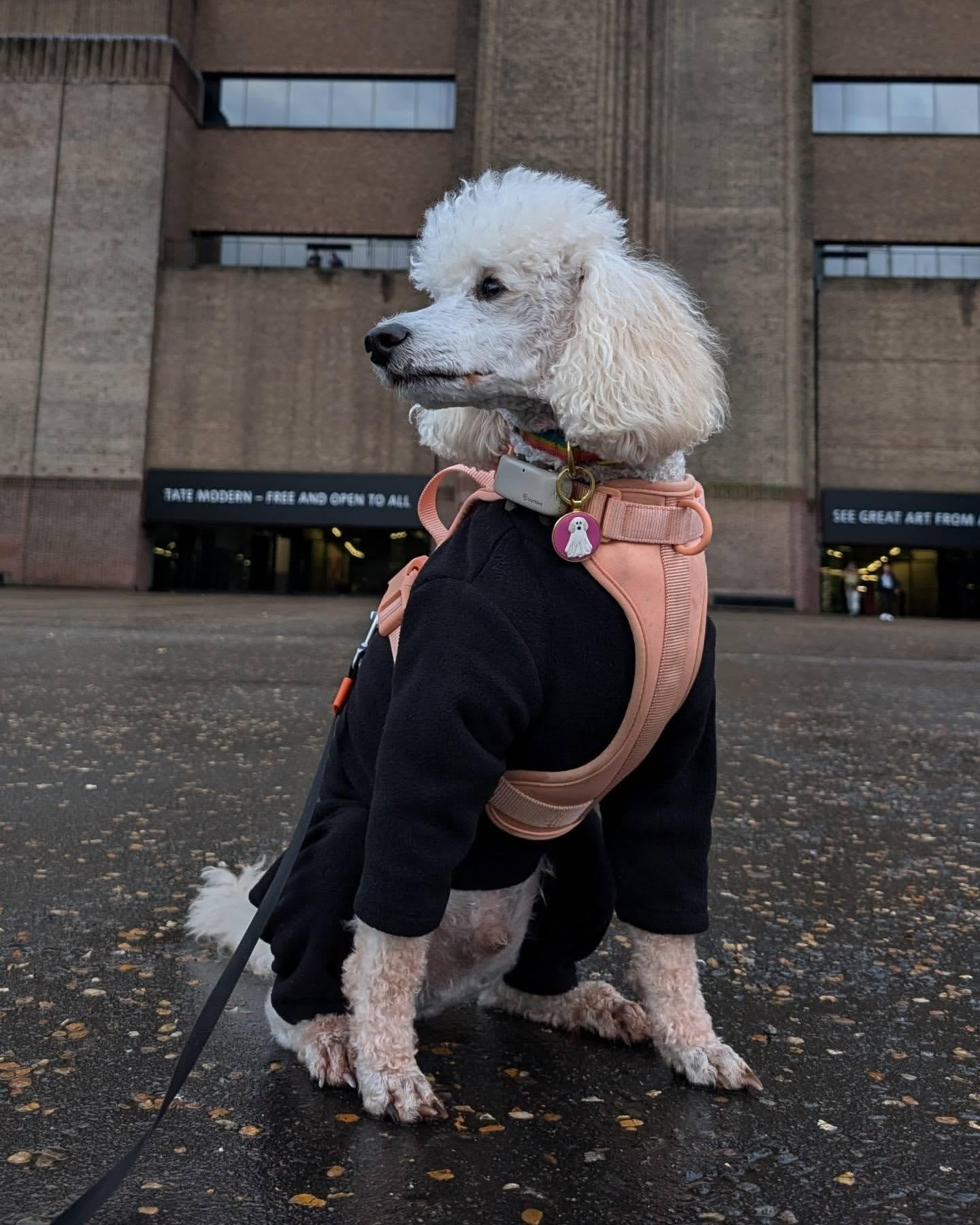 Warm Four-Legged Dog Fleece – Super Soft, Weather-Resistant, Available in a Range of Sizes and Colours