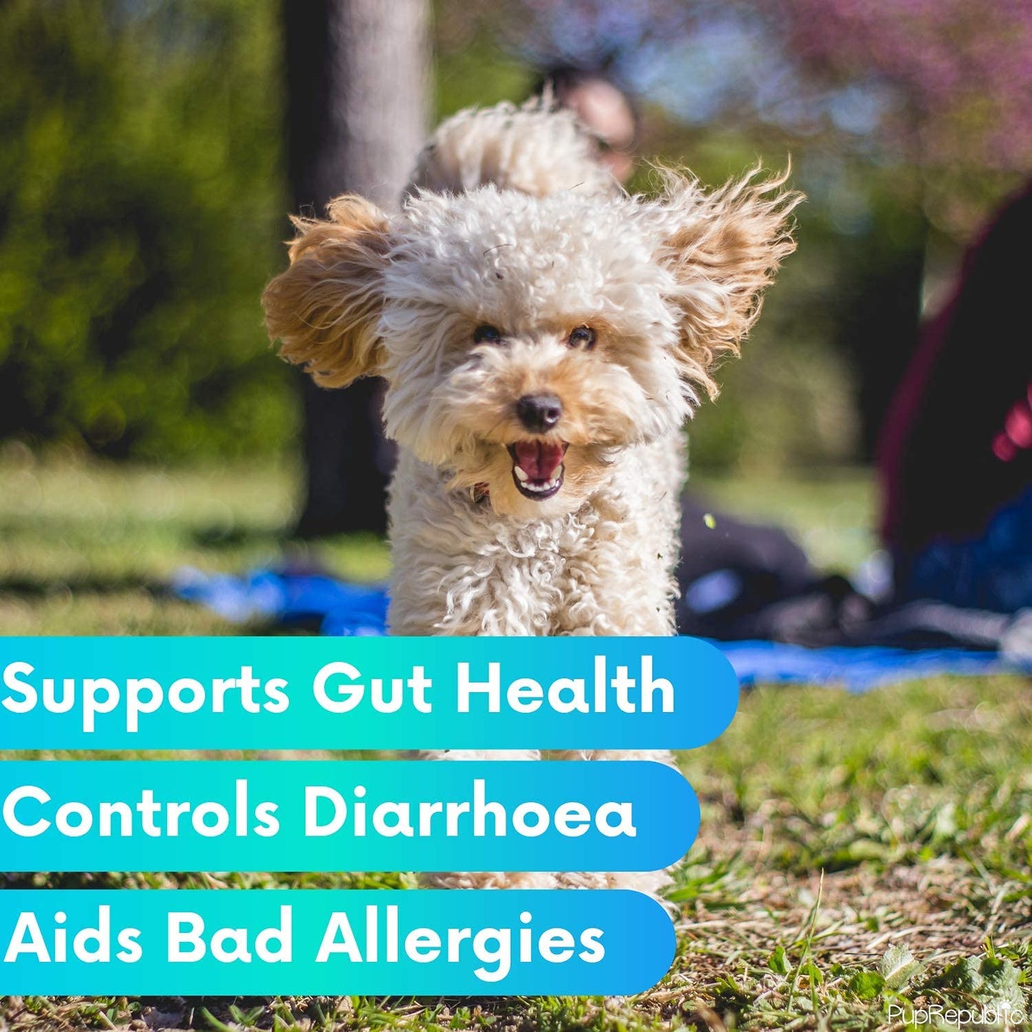 PupRepublic Fast Acting dog diarrhea treatment - Digestive Disorders - More Effective than Kaolin - Sickness & Allergy Relief for Dogs of All Breeds & Sizes