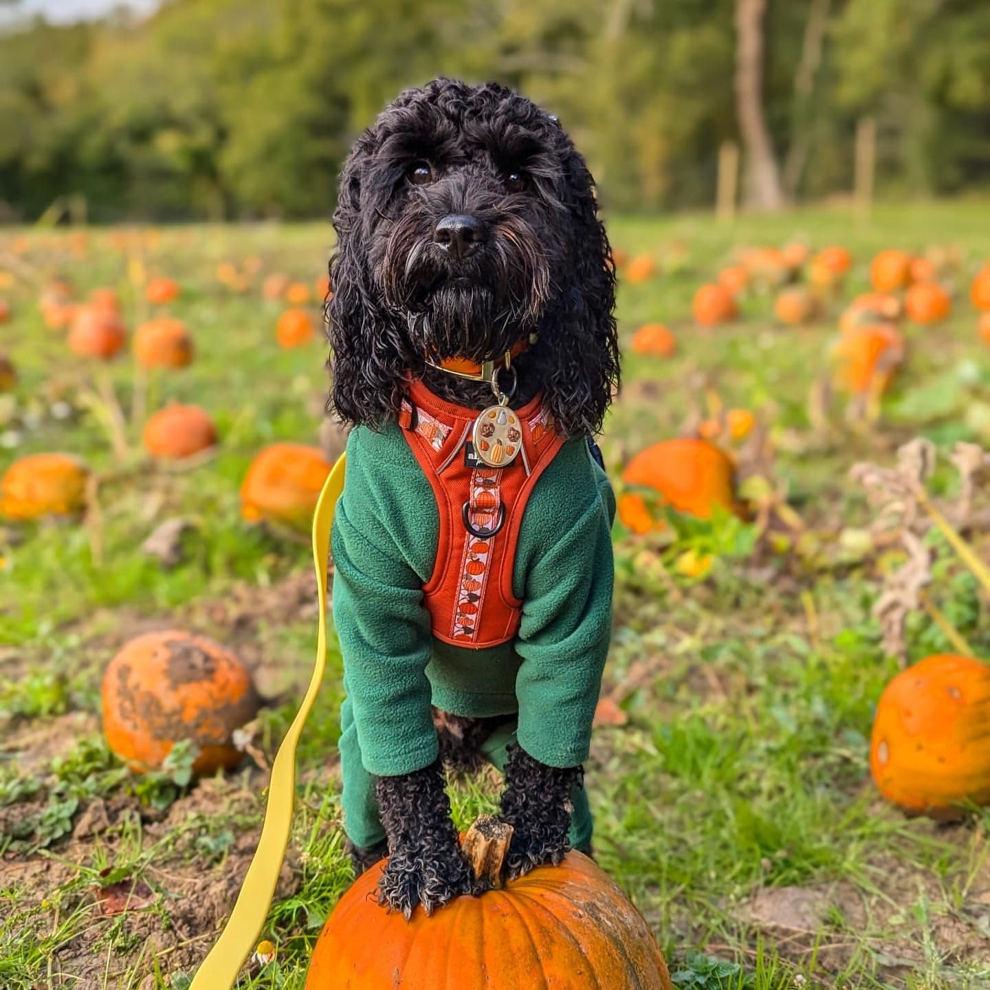 Warm Four-Legged Dog Fleece – Super Soft, Weather-Resistant, Available in a Range of Sizes and Colours