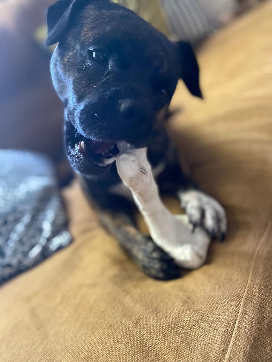 Bone Chew Toy for Dogs, Hardwearing, Durable Boredom Buster Dog Toy, Strong and Tough Toy for Dogs. Made in the UK. Made from Recycled Plastics. Helps Reduce Seperation Anxiety.