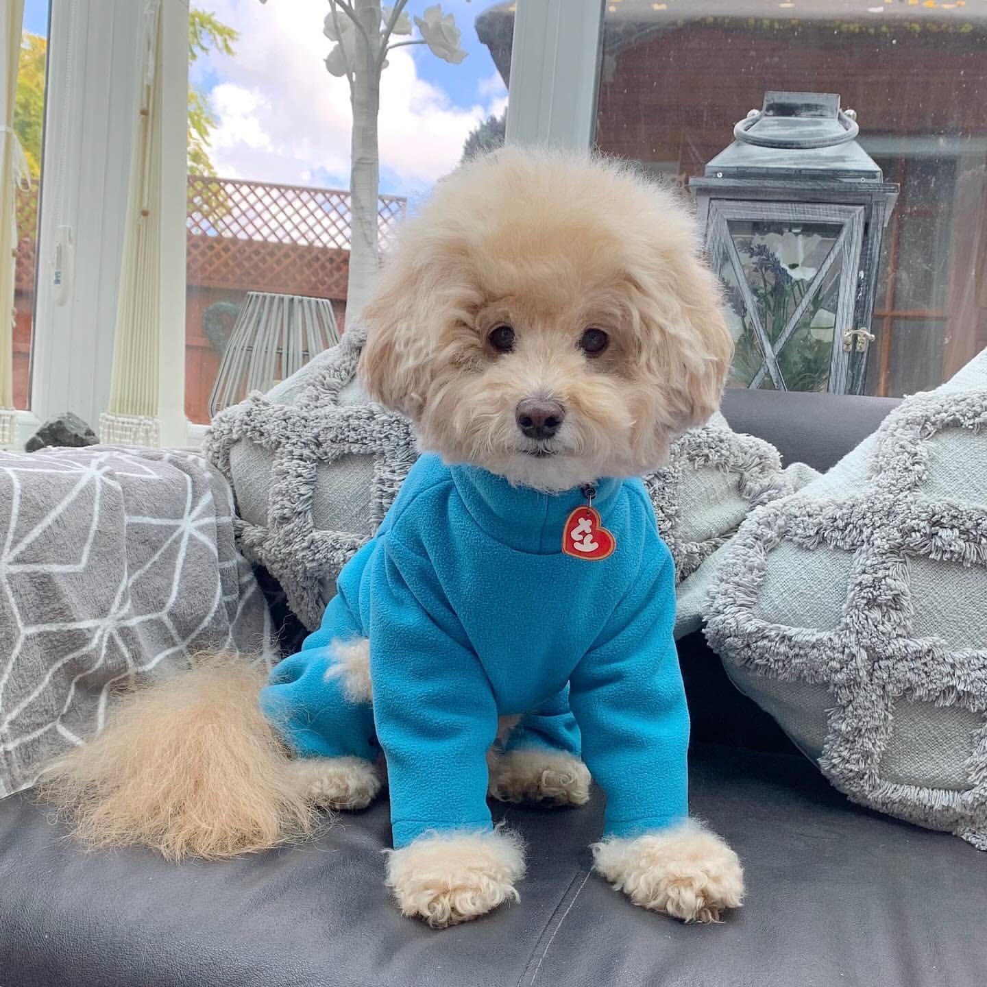 Warm Four-Legged Dog Fleece – Super Soft, Weather-Resistant, Available in a Range of Sizes and Colours