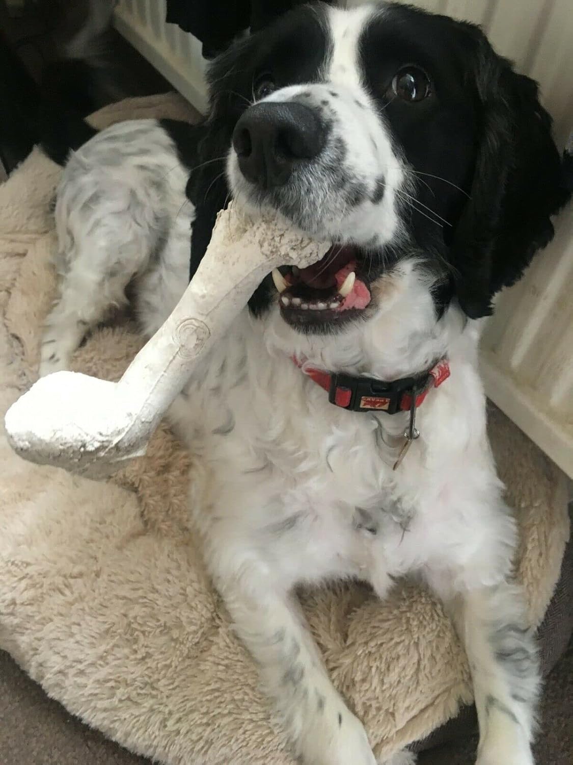 Bone Chew Toy for Dogs, Hardwearing, Durable Boredom Buster Dog Toy, Strong and Tough Toy for Dogs. Made in the UK. Made from Recycled Plastics. Helps Reduce Seperation Anxiety.