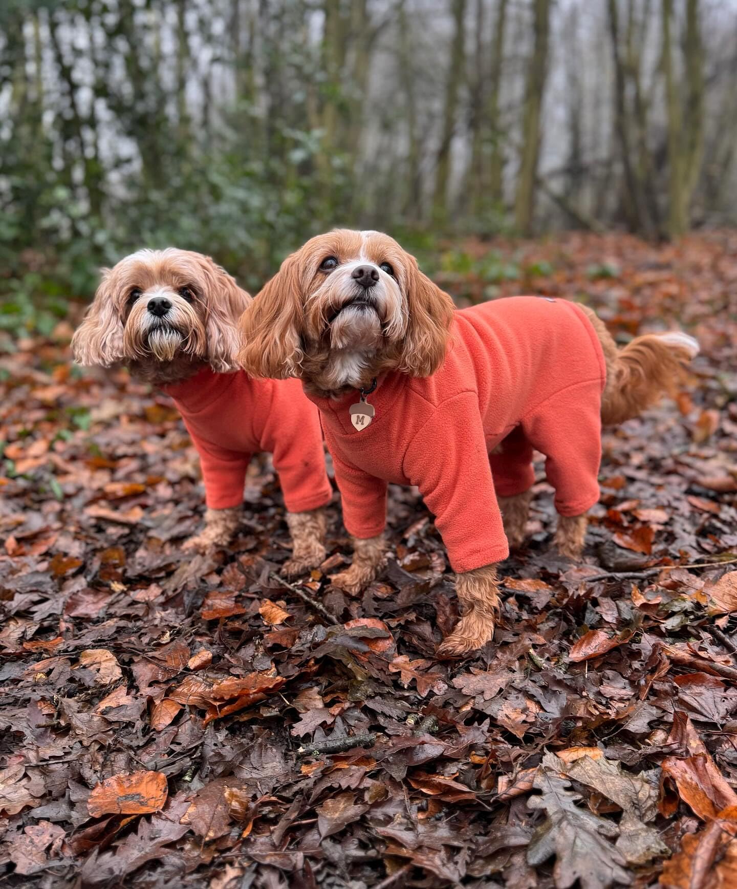 Warm Four-Legged Dog Fleece – Super Soft, Weather-Resistant, Available in a Range of Sizes and Colours