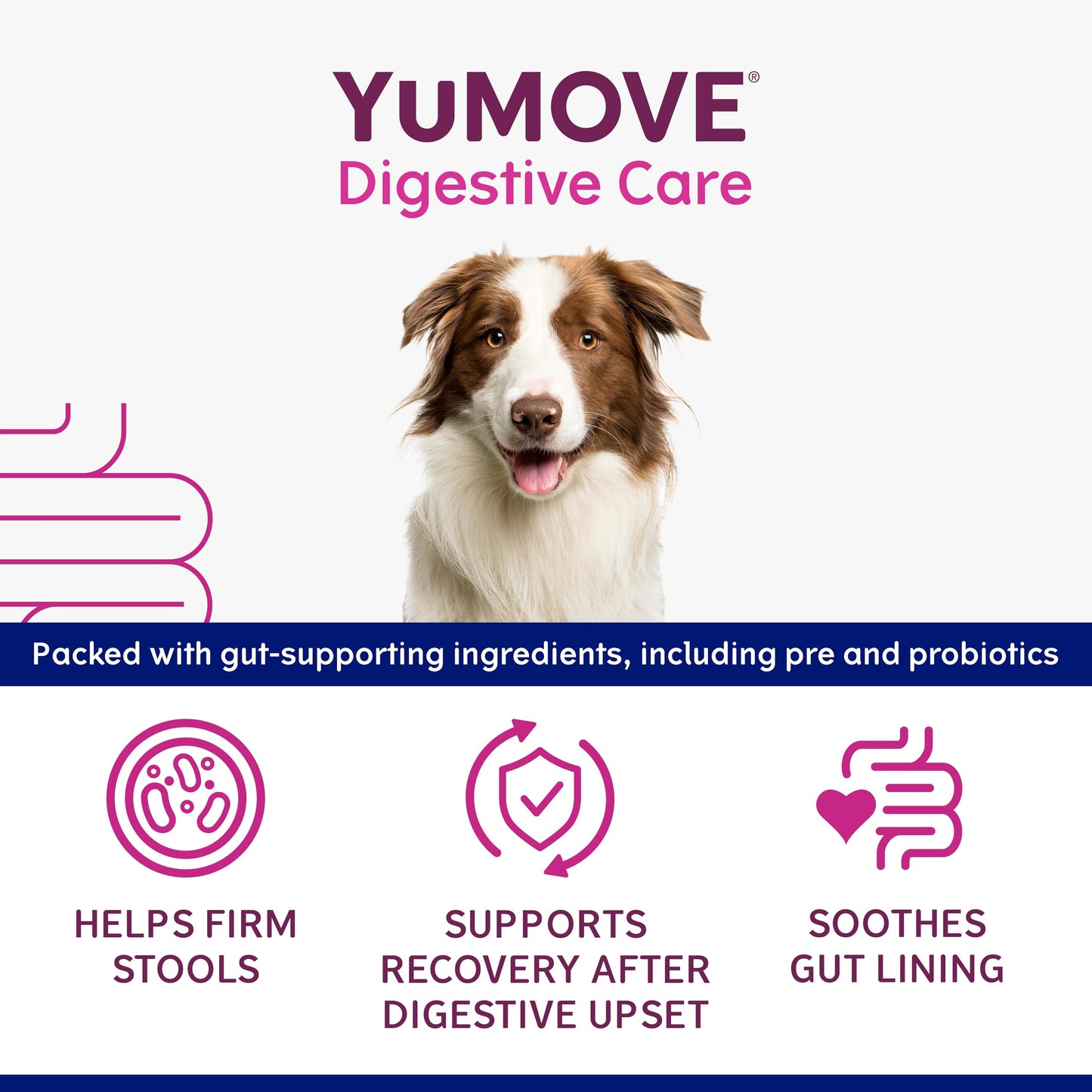 YuMOVE Digestive Care Rapid, Dog Pre and Probiotic Paste for Gut Health, Digestive Supplements with Fast-Acting Ingredients for Medium Dogs, 30ml