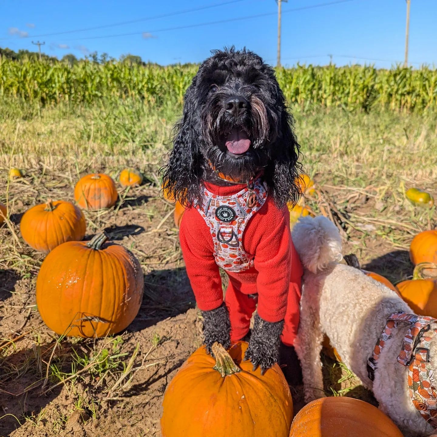 Warm Four-Legged Dog Fleece – Super Soft, Weather-Resistant, Available in a Range of Sizes and Colours
