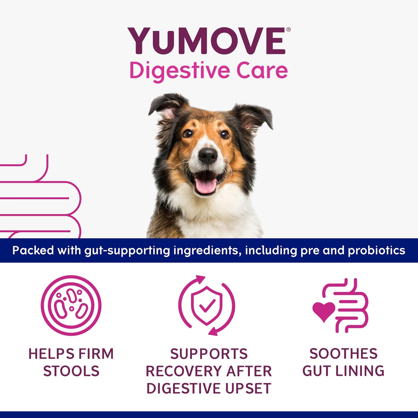 YuMOVE Digestive Care Rapid, Dog Pre and Probiotic Paste for Gut Health, Digestive Supplements with Fast-Acting Ingredients for Medium Dogs, 30ml
