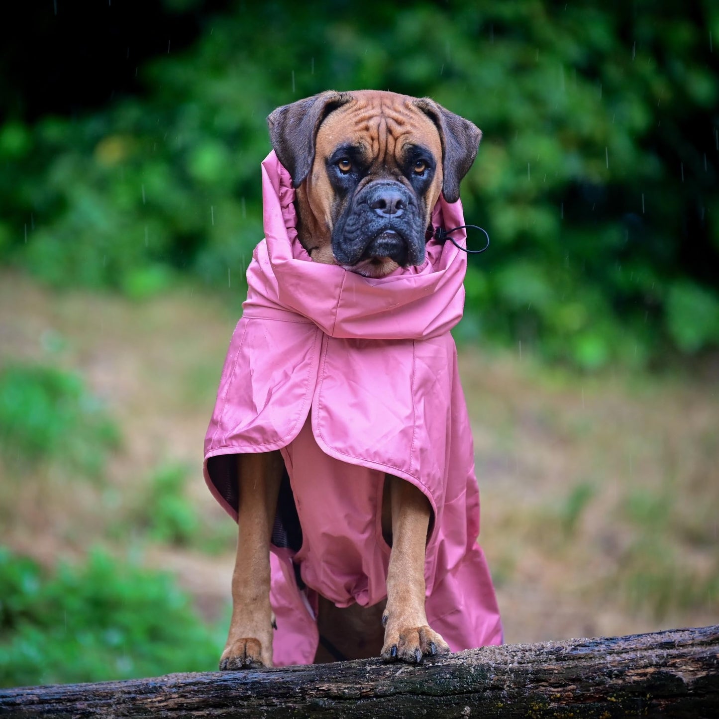 Spark Paws Dog Raincoat, Waterproof Windproof Rain Jacket, For Small Medium Large Extra Large Dogs, Reflective Breathable Full-body Coverage Dry Suit - Sea Pink, 2XL