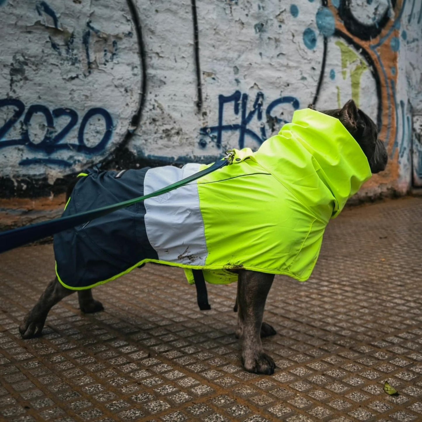 Spark Paws Dog Raincoat, Waterproof Windproof Rain Jacket, For Small Medium Large Extra Large Dogs, Reflective Breathable Full-body Coverage Dry Suit - Neon White Navy Blue, 2XL