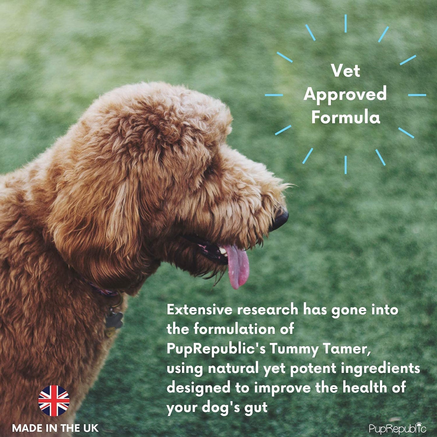 PupRepublic Fast Acting dog diarrhea treatment - Digestive Disorders - More Effective than Kaolin - Sickness & Allergy Relief for Dogs of All Breeds & Sizes