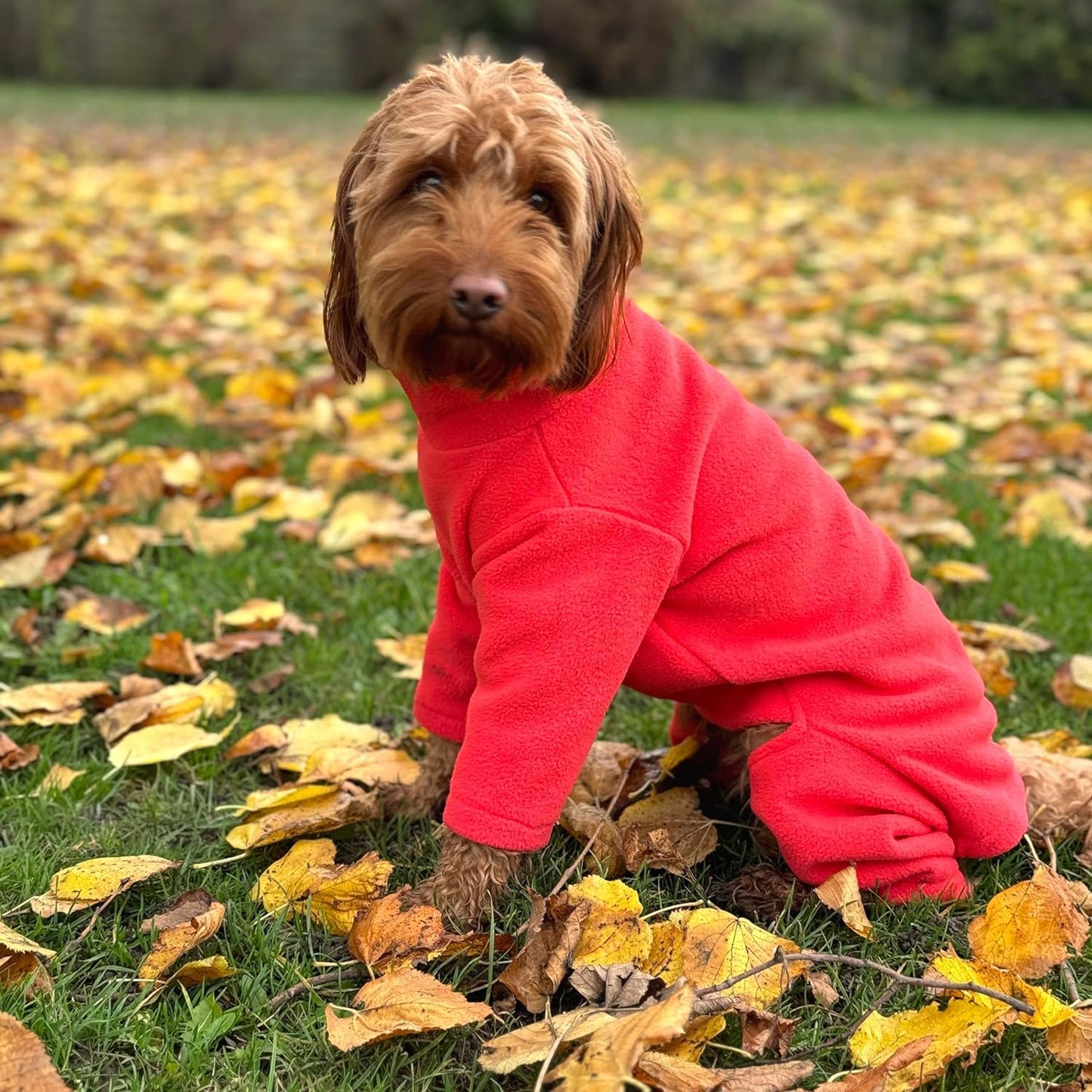 Warm Four-Legged Dog Fleece – Super Soft, Weather-Resistant, Available in a Range of Sizes and Colours