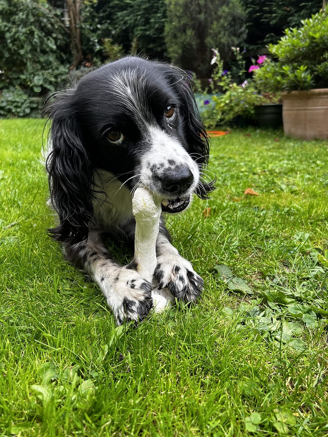 Bone Chew Toy for Dogs, Hardwearing, Durable Boredom Buster Dog Toy, Strong and Tough Toy for Dogs. Made in the UK. Made from Recycled Plastics. Helps Reduce Seperation Anxiety.