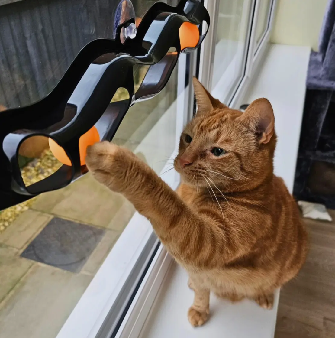 Interactive Window Track Cat toy