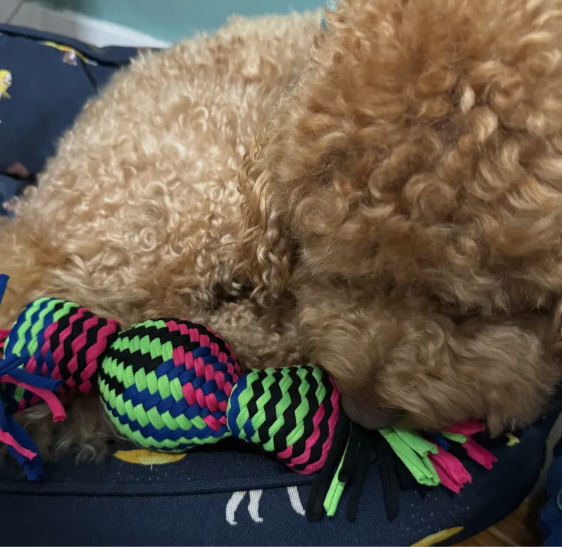 String Rubber Squeaky Rope Tug toy