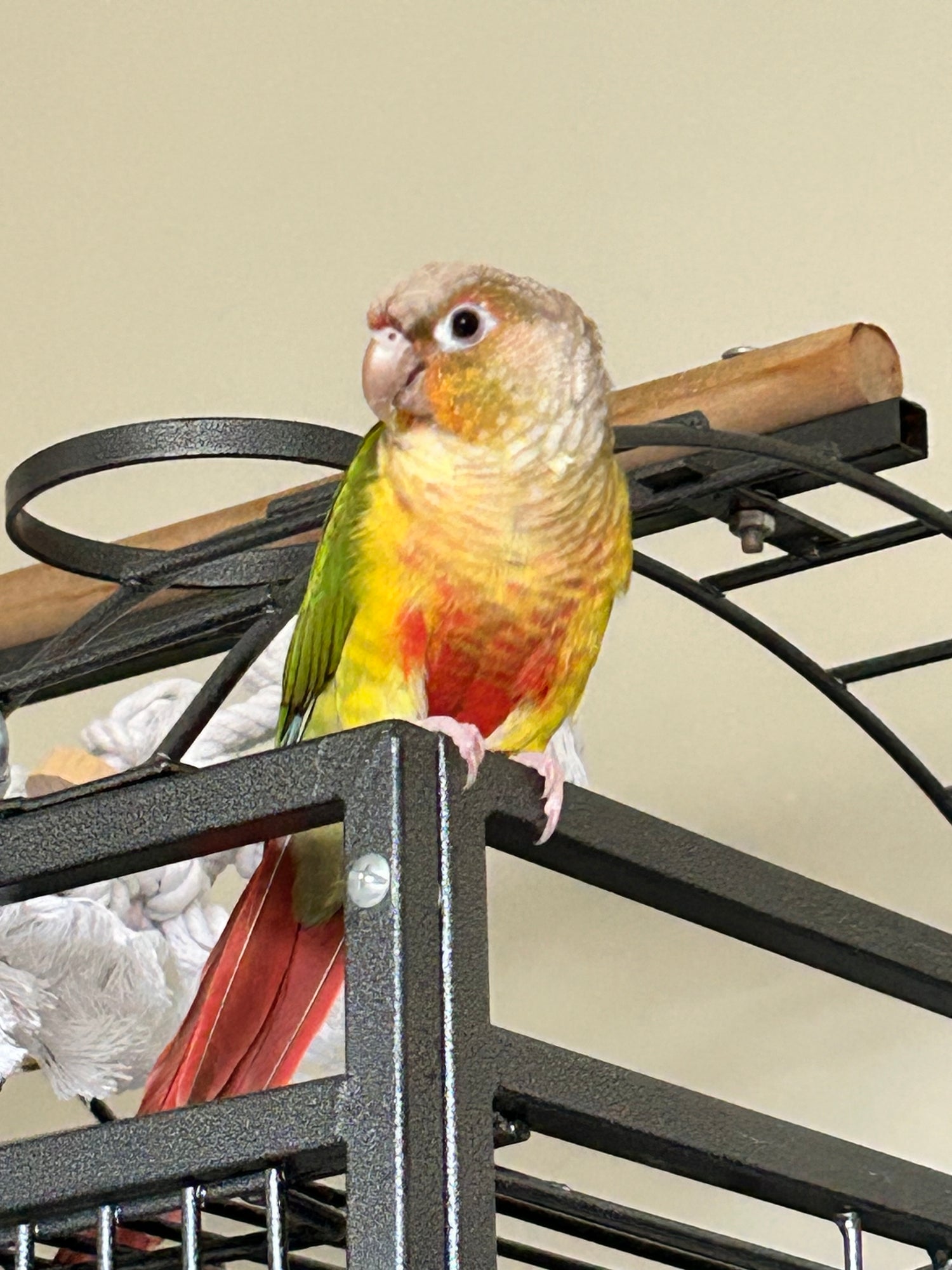Birds