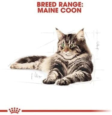 Royal Canin Maine Coon Adult Cat Food 85g x 12