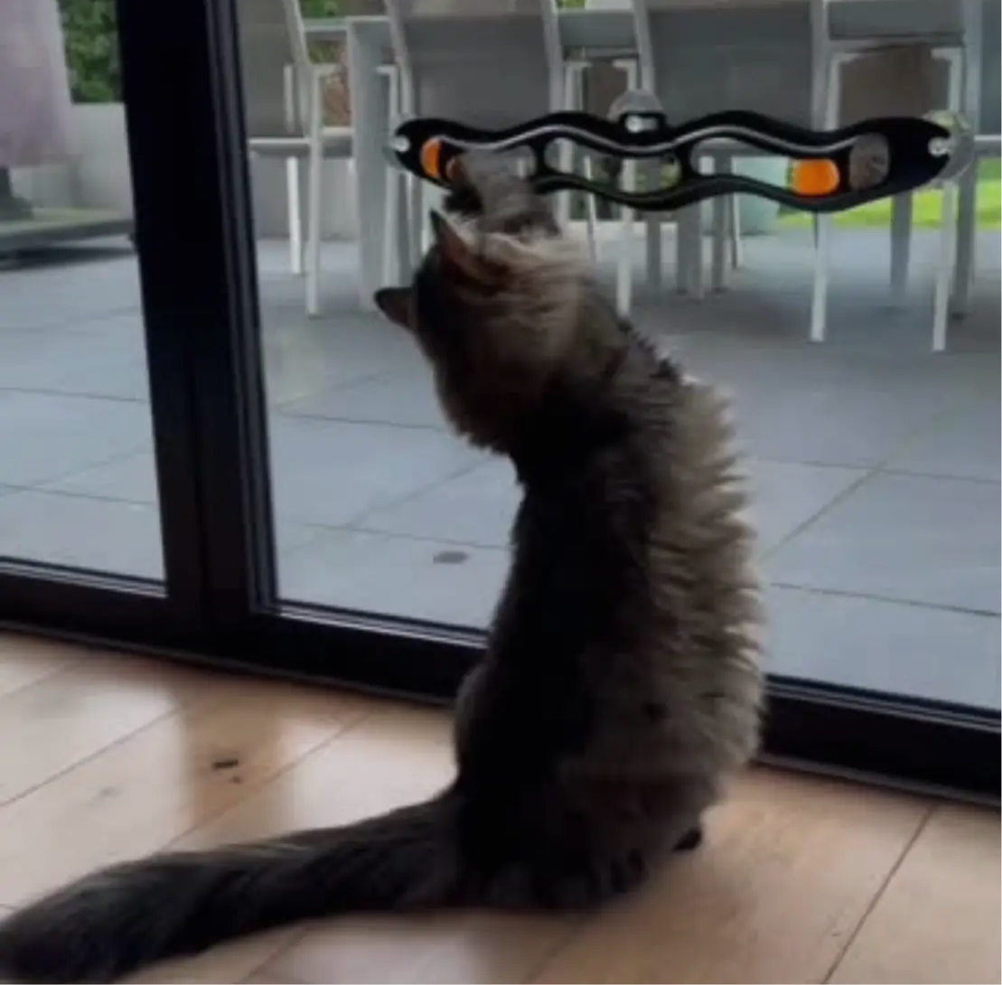 Interactive Window Track Cat toy