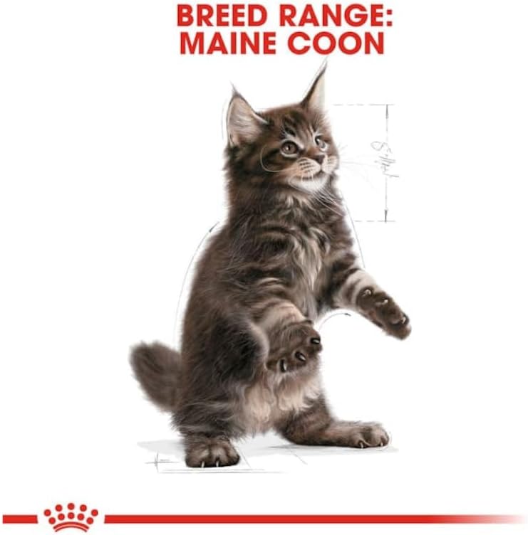 Royal Canin Maine Coon Kitten | 4 Pack | 4 x 400g | Complete Food for Maine Coon Kitten | Up to 12 Months of Life