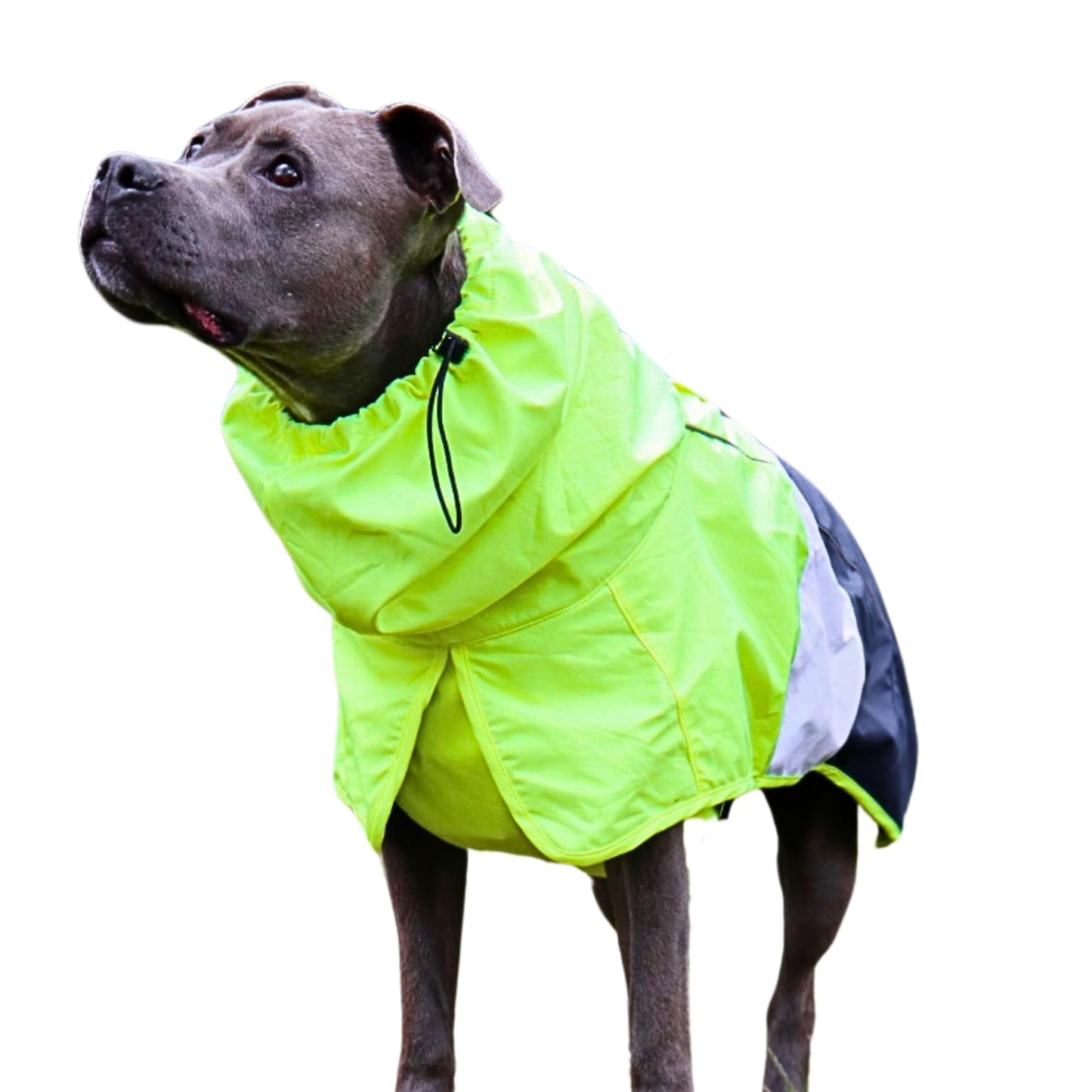 Spark Paws Dog Raincoat, Waterproof Windproof Rain Jacket, For Small Medium Large Extra Large Dogs, Reflective Breathable Full-body Coverage Dry Suit - Neon White Navy Blue, 2XL