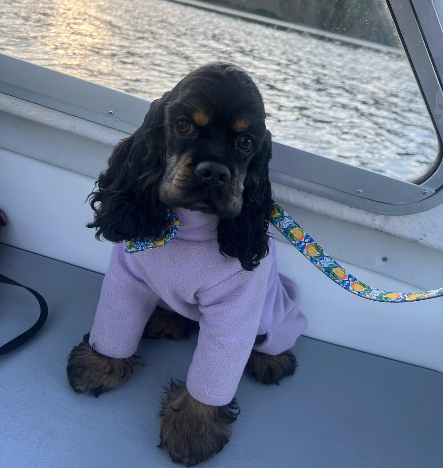 Warm Four-Legged Dog Fleece – Super Soft, Weather-Resistant, Available in a Range of Sizes and Colours