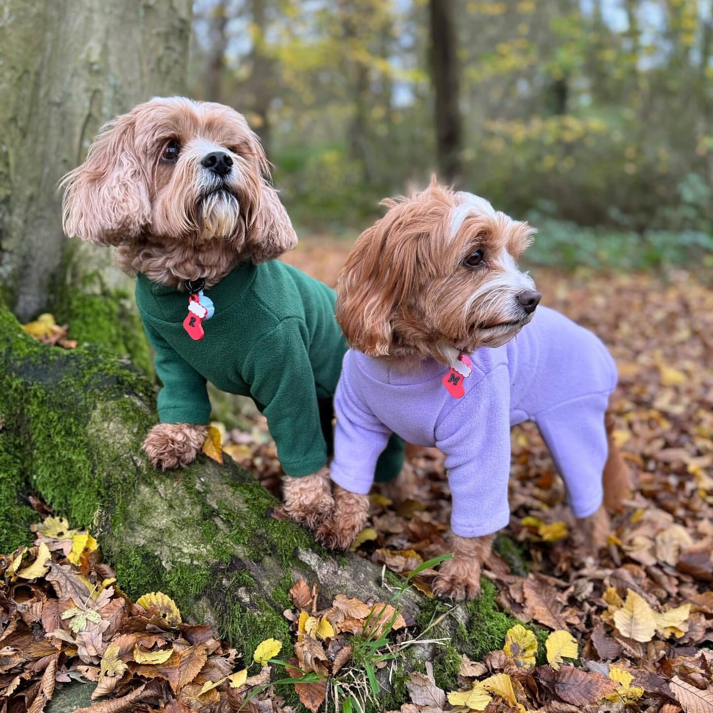 Warm Four-Legged Dog Fleece – Super Soft, Weather-Resistant, Available in a Range of Sizes and Colours
