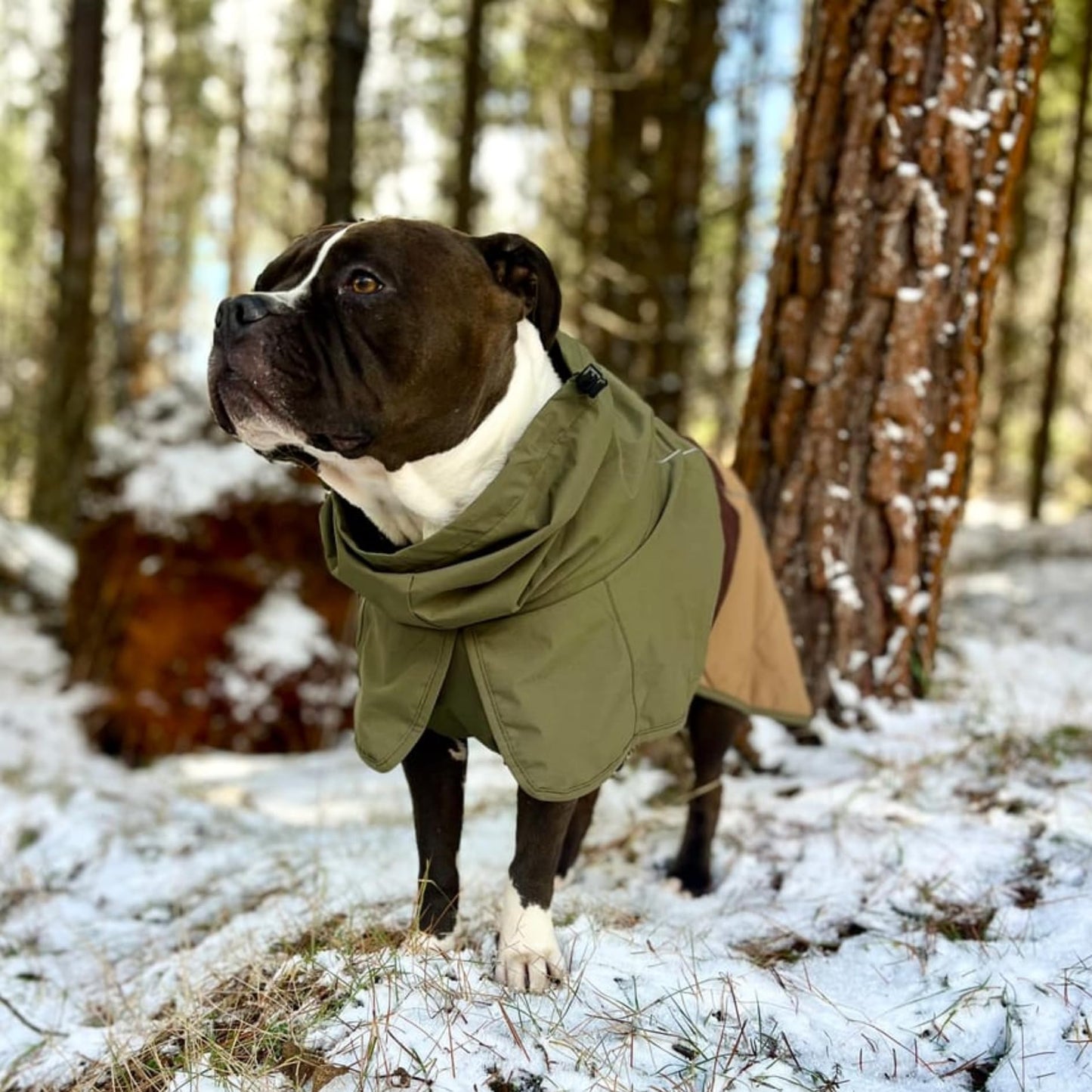 Spark Paws Dog Raincoat, Waterproof Windproof Rain Jacket, For Small Medium Large Extra Large Dogs, Reflective Breathable Full-body Coverage Dry Suit - Neon White Navy Blue, 2XL