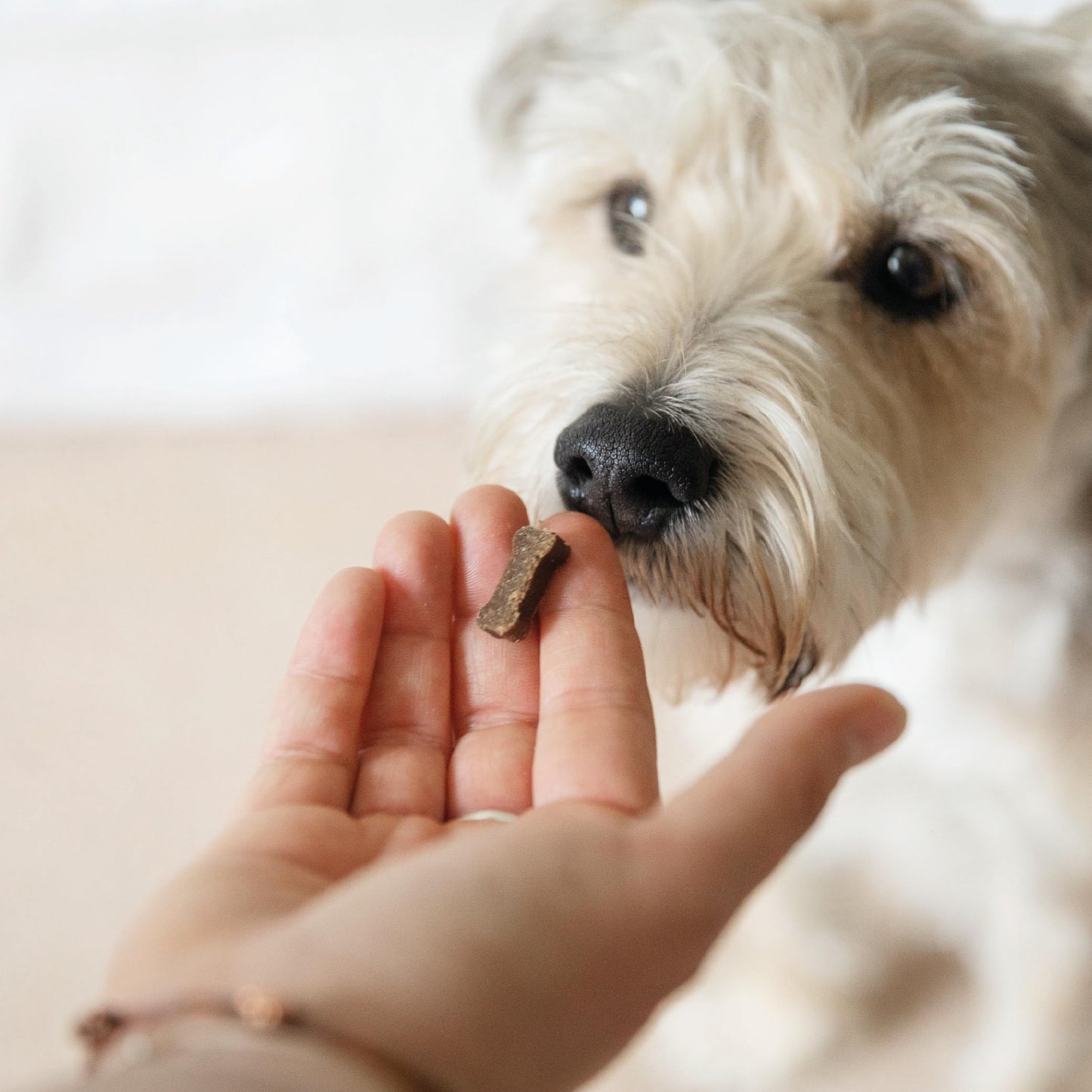 Tails.com Inner Vitality - Dog Treats Superfood Bites Salmon 10 x 80g - Grain free recipe - Rich in salmon, a source of Omega 3