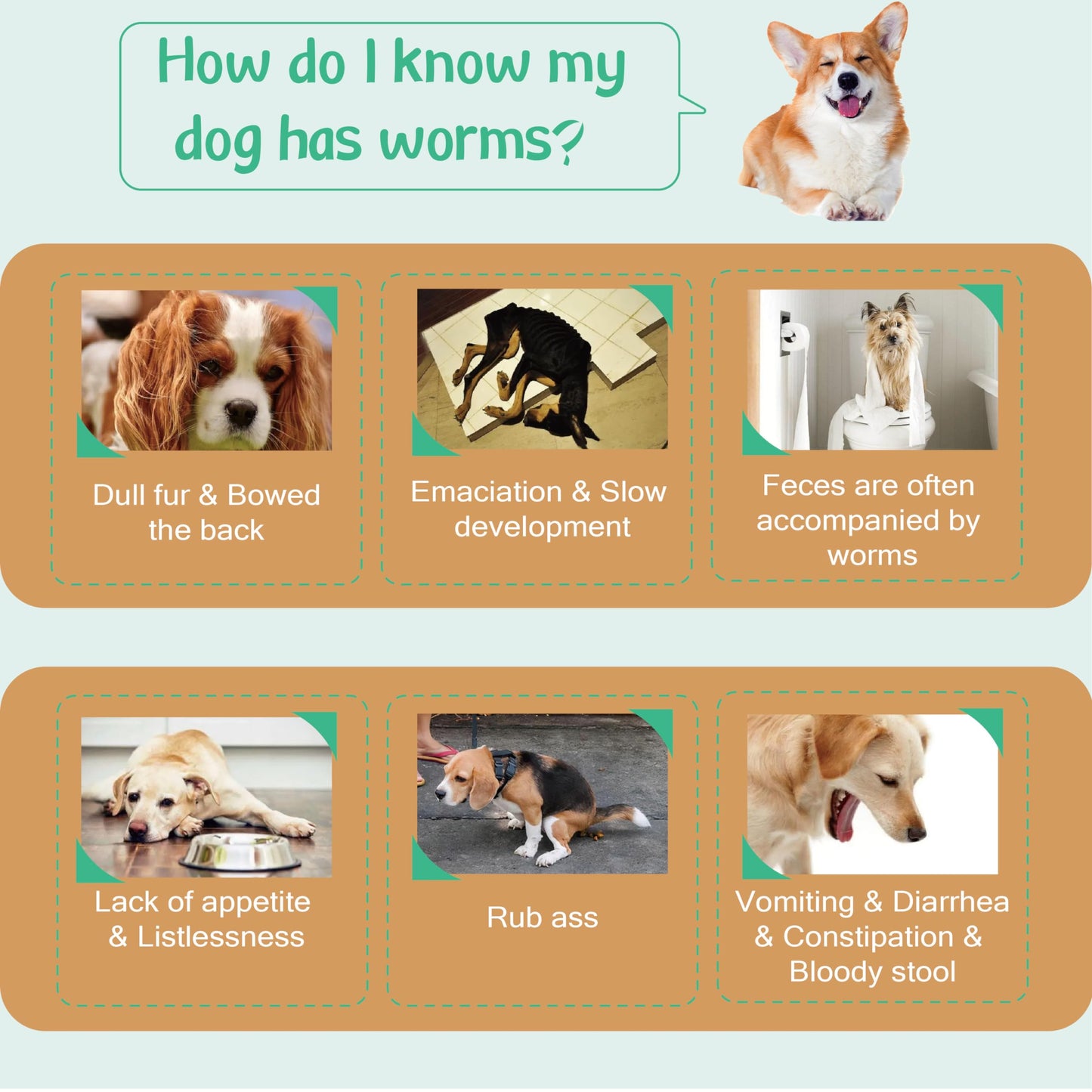 Natural Spot on Flea and Tick Treatment for Dogs, Flea and Tick Prevention for Dogs, Dog Flea Treatment, Fast Acting & Waterproof, 3 Pipettes (11-20kg Medium Dogs)