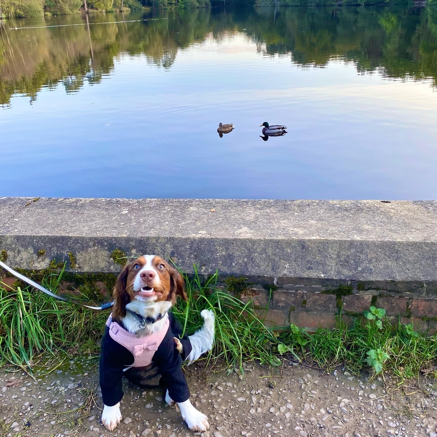 Warm Four-Legged Dog Fleece – Super Soft, Weather-Resistant, Available in a Range of Sizes and Colours