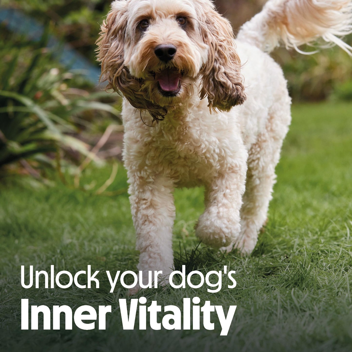 Tails.com Inner Vitality - Wet Dog Food Tin Adult Chicken 6 x 400g - 1-7 yrs - Source of antioxidants from parsley & blueberry extract