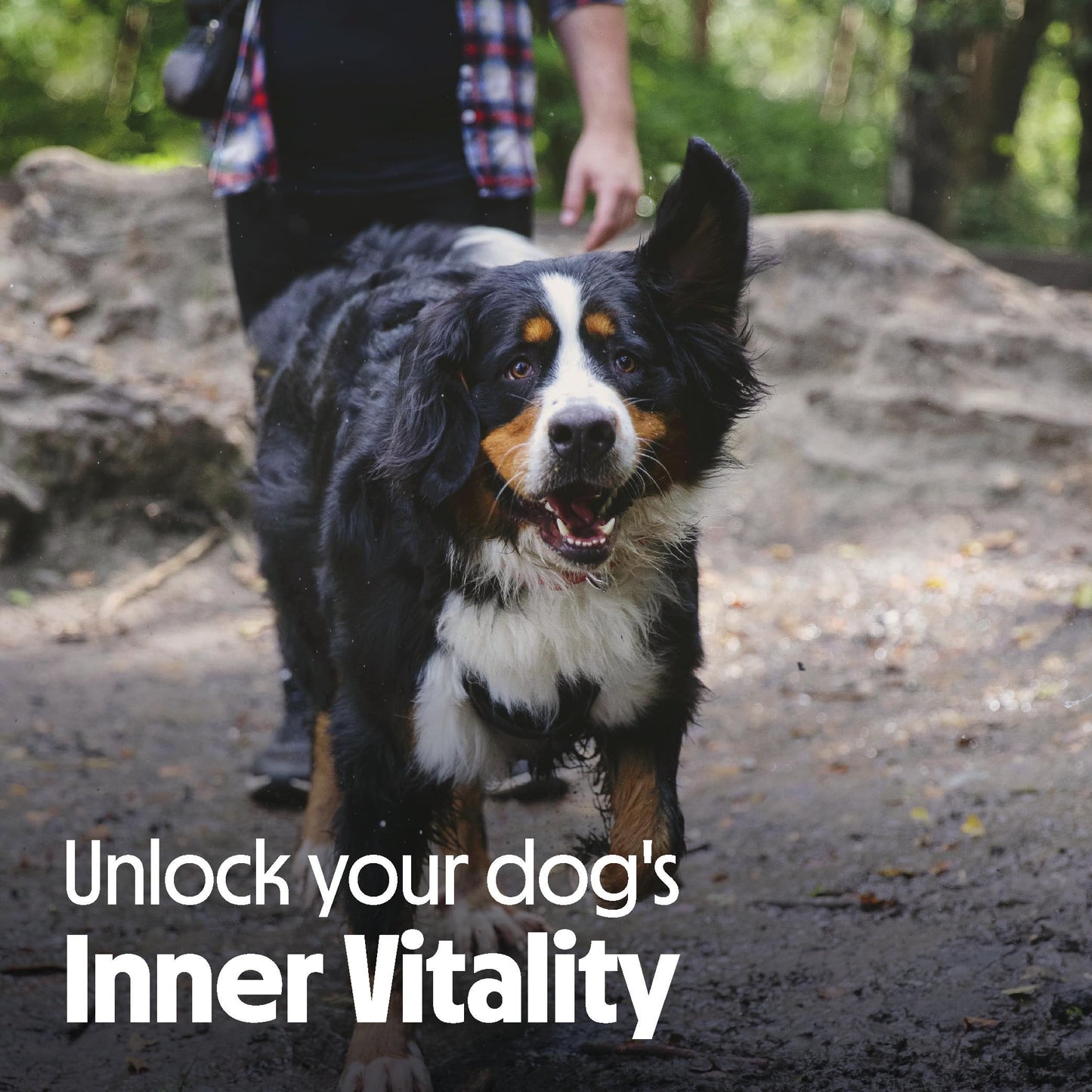 Tails.com Inner Vitality - Dog Treats Superfood Bites Salmon 10 x 80g - Grain free recipe - Rich in salmon, a source of Omega 3