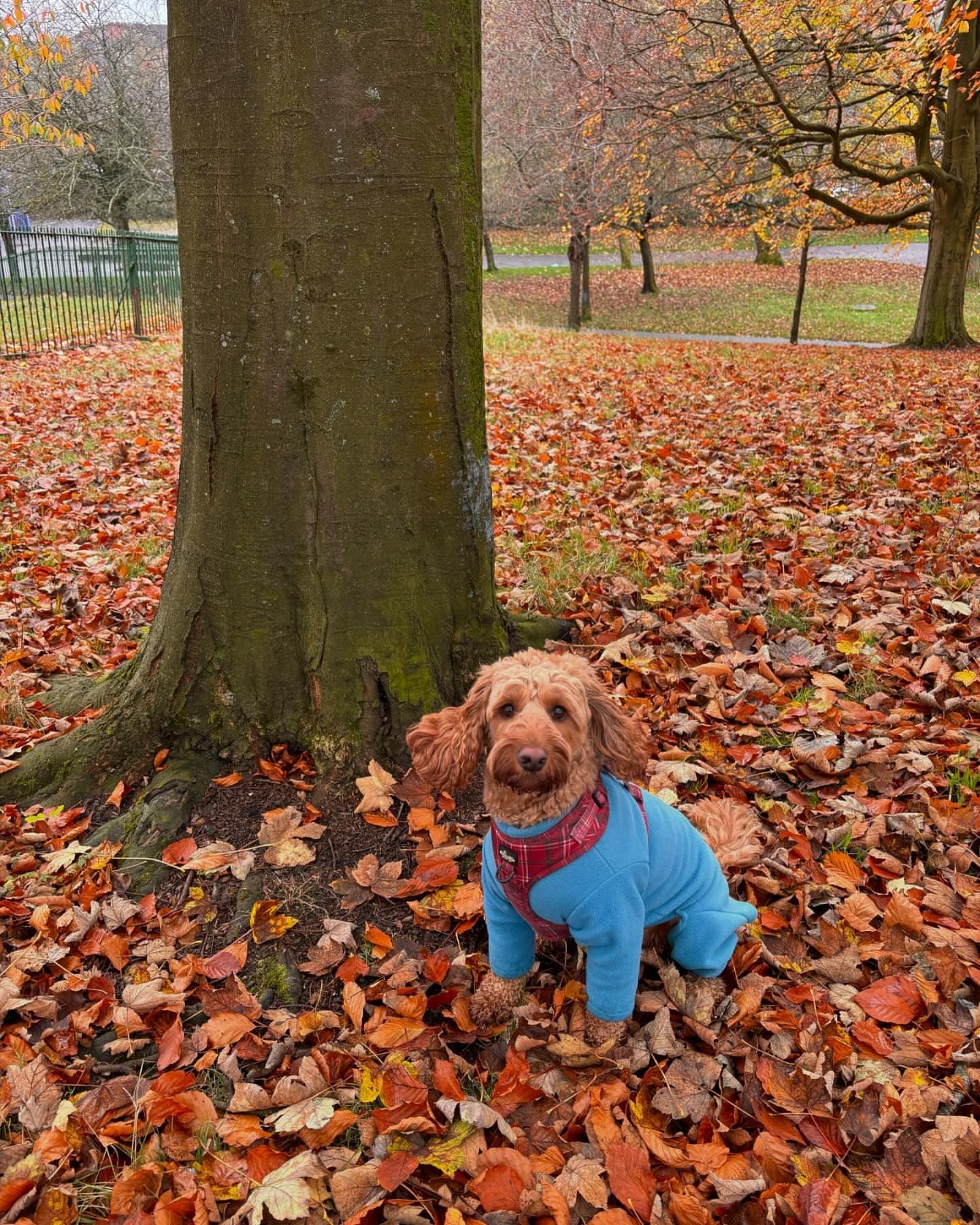 Warm Four-Legged Dog Fleece – Super Soft, Weather-Resistant, Available in a Range of Sizes and Colours