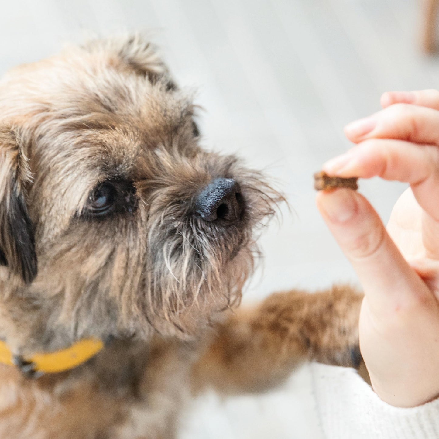 Tails.com Inner Vitality - Dog Treats Superfood Bites Salmon 10 x 80g - Grain free recipe - Rich in salmon, a source of Omega 3