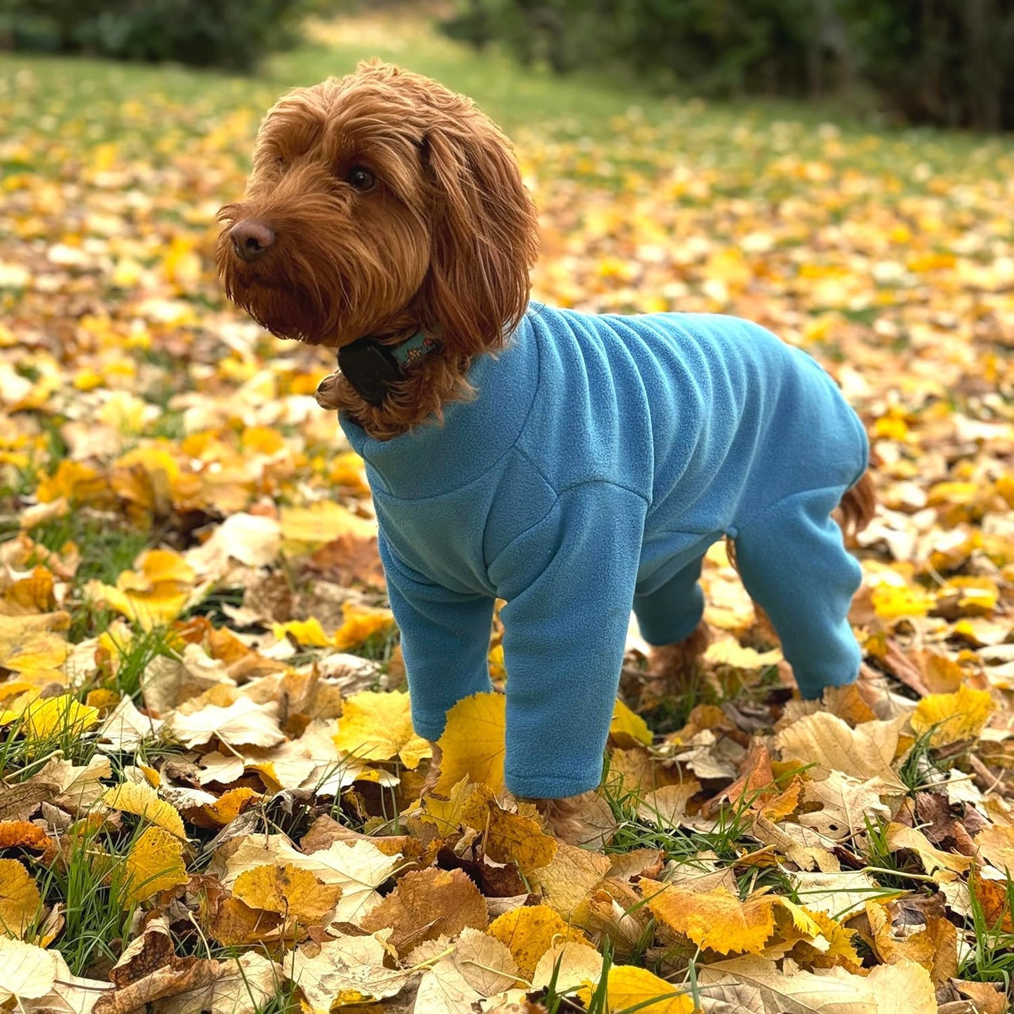 Warm Four-Legged Dog Fleece – Super Soft, Weather-Resistant, Available in a Range of Sizes and Colours