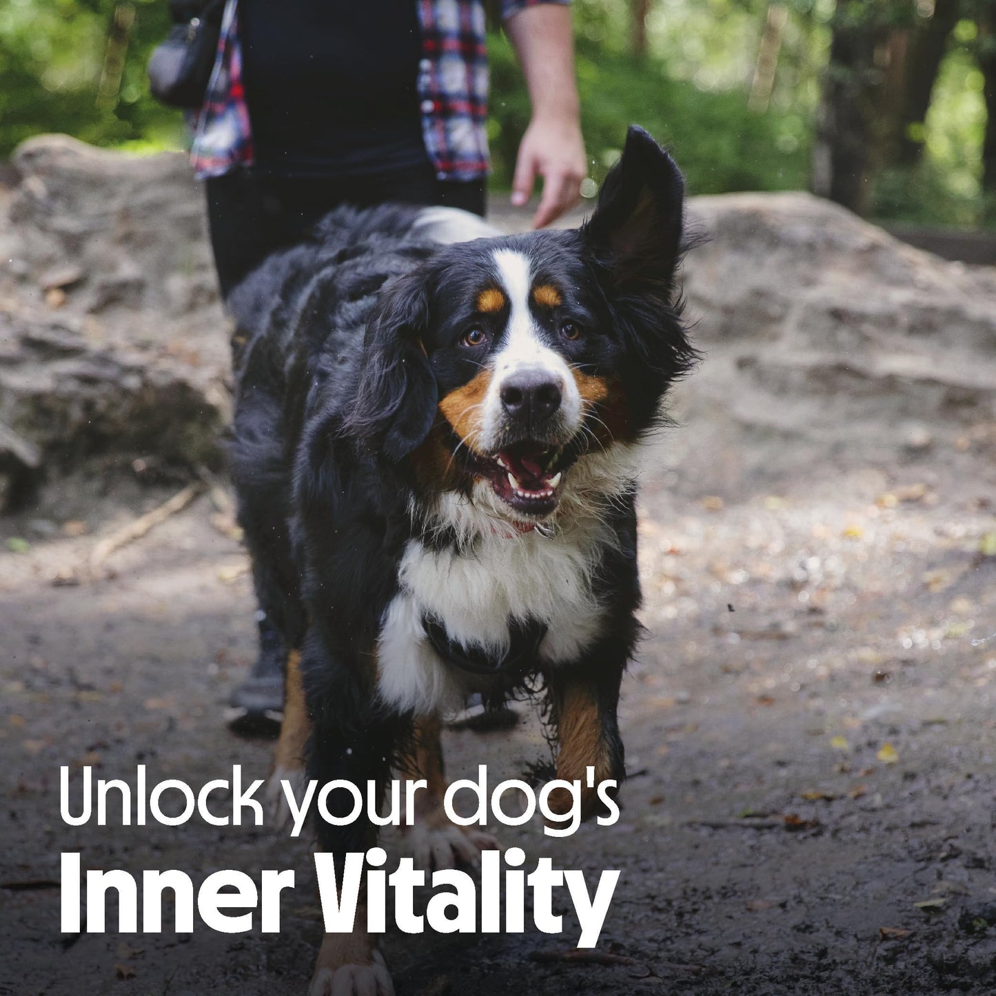 Tails.com Inner Vitality - Dog Treats Superfood Bites Salmon 10 x 80g - Grain free recipe - Rich in salmon, a source of Omega 3