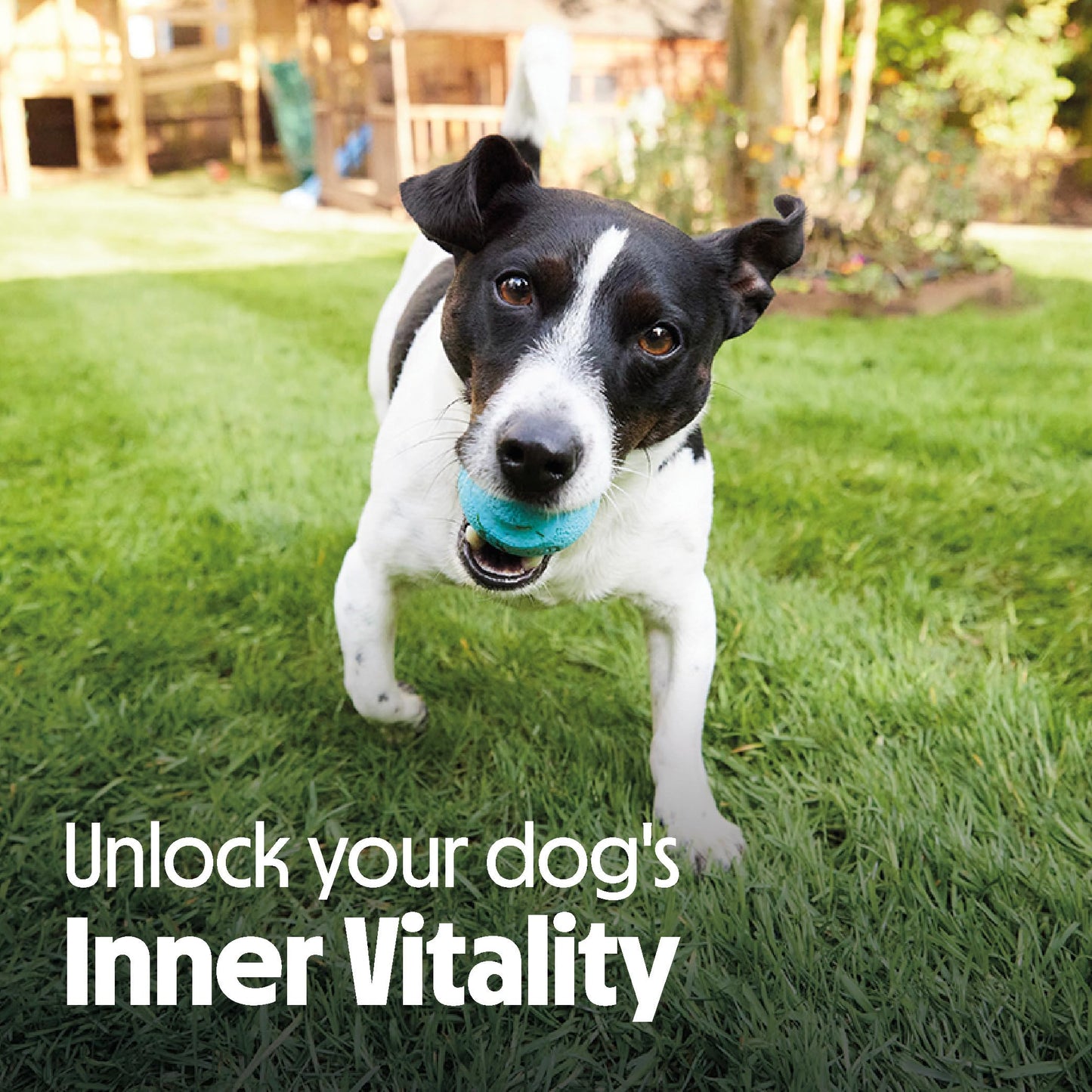 Tails.com Inner Vitality - Dry Dog Food Medium & Large Adult Chicken 2kg - 1-7 yrs - Source of glucosamine & chondroitin to support healthy joints