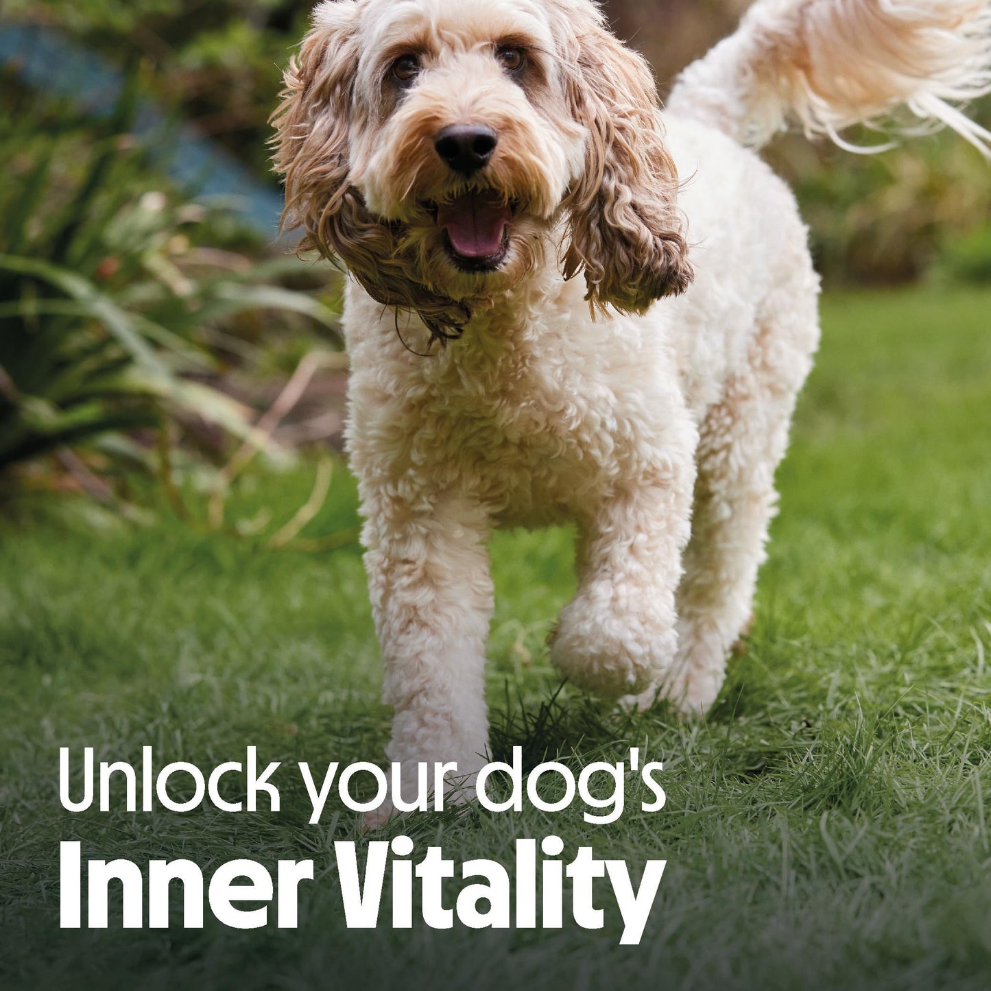Tails.com Inner Vitality - Wet Dog Food Tin Adult Chicken 6 x 400g - 1-7 yrs - Source of antioxidants from parsley & blueberry extract
