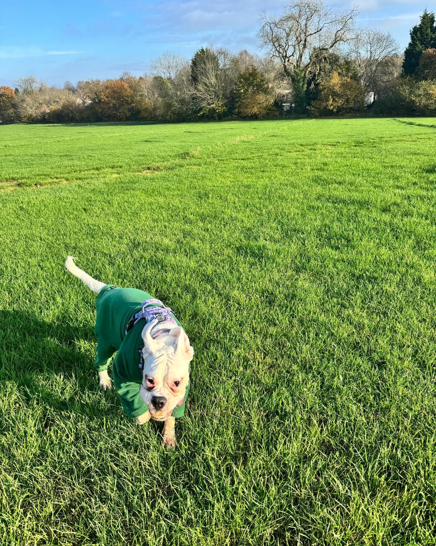 Warm Four-Legged Dog Fleece – Super Soft, Weather-Resistant, Available in a Range of Sizes and Colours