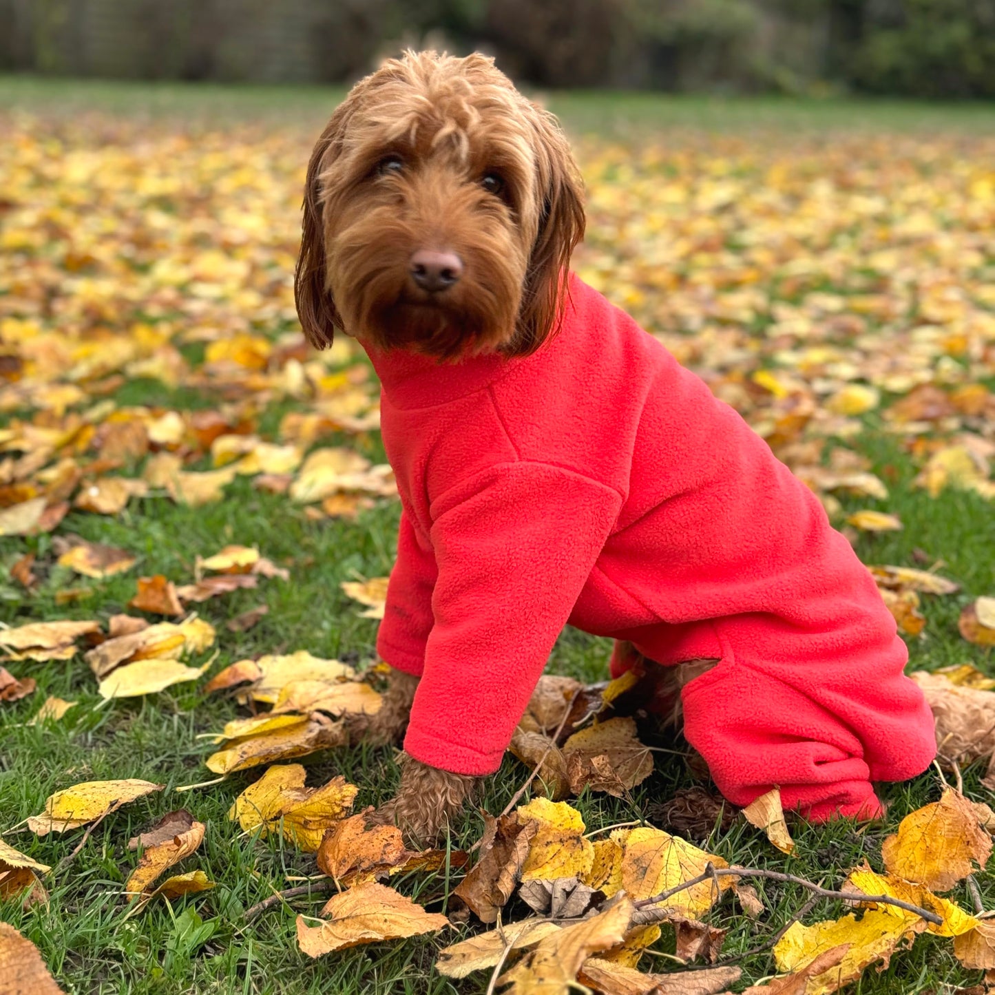 Warm Four-Legged Dog Fleece – Super Soft, Weather-Resistant, Available in a Range of Sizes and Colours