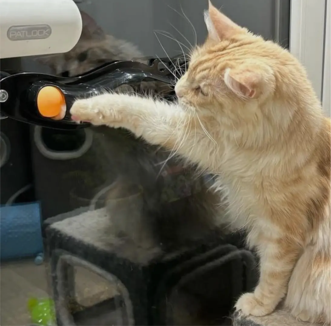 Interactive Window Track Cat toy