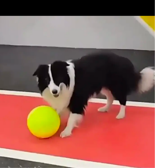 Inflatable Pet Tennis Ball Extra Large